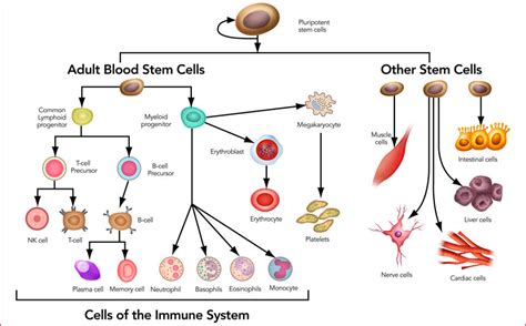Stem Cell Basics Types Sources And Controversies Facellitate