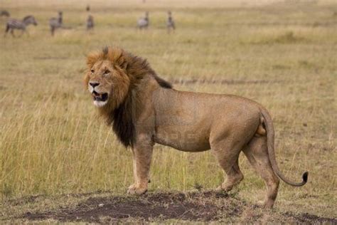 698 x 400 png 696 кб. Lion Funny Wallpapers HD Download Free. Lion, Wallpapers ...