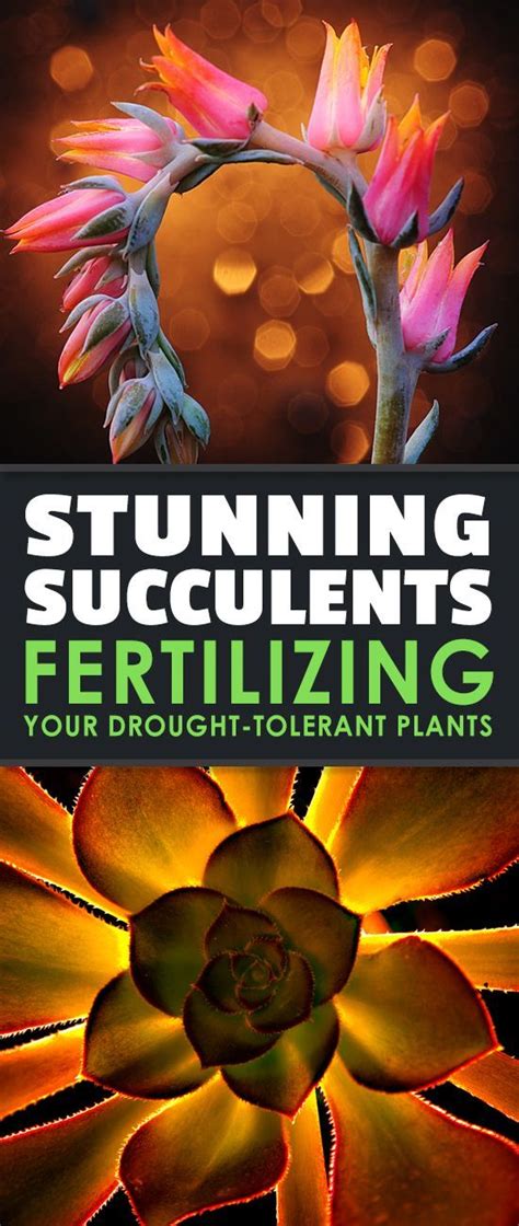 Stunning Succulents Fertilizing Your Drought Tolerant Plants Epic