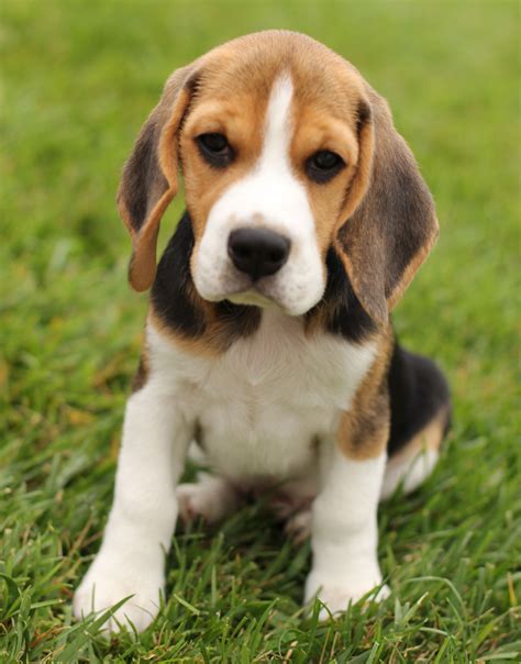 Beagle Dogs Whats New