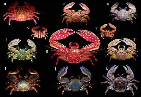 Animals Have Evolved Into A Crab Like Shape At Least 5 Separate Times