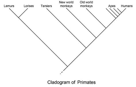 La Definición Del Cladograma