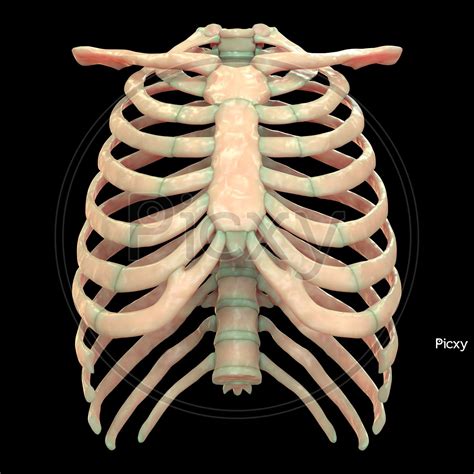 The parts of a rib include the head, neck, body (or shaft), tubercle, and angle. Rib Cage Of Human Body : Thoracic Cage Anatomy Body Human Art Print Barewalls Posters Prints ...