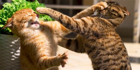 Cats Slap Each Other Because They Are Playing Or They Are Defending Themselves Slapping Is A
