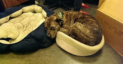 Big Dog Small Bed Imgur