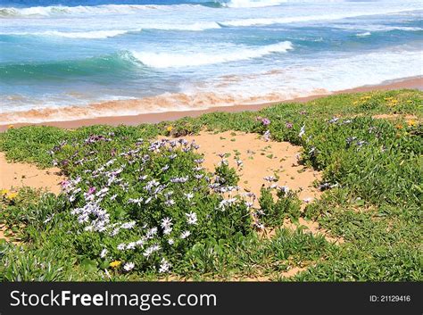 1 Wildflowers Growing Beach Dune Free Stock Photos Stockfreeimages