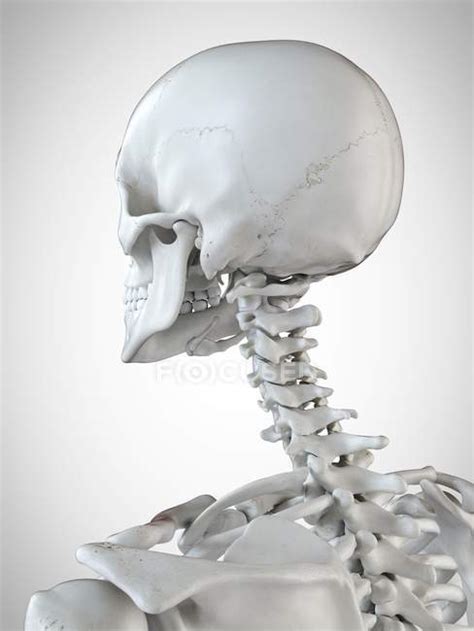 3d Rendered Illustration Of The Head And Neck In Human Skeleton
