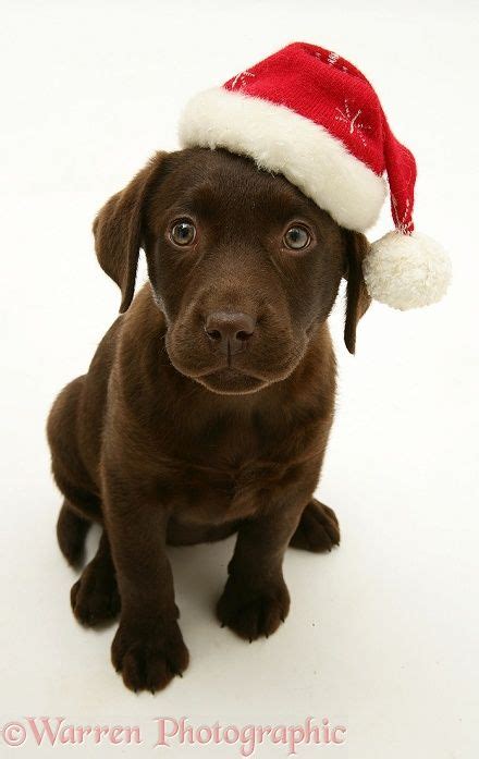 Dog Chocolate Labrador Retriever Pup Wearing A Santa Hat Photo Dog