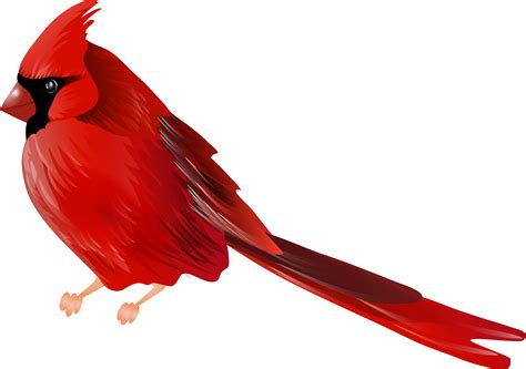 Cardinals Clipart  Transparent Download Cardinals Cardinal Bird