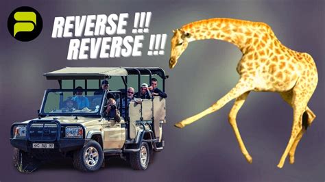 Angry Giraffe Chases Truckload Of Tourists Weird News Youtube