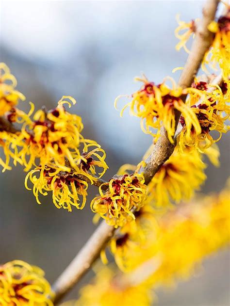 Shrubs With Winter Interest Winter Shrubs Shrubs Winter Plants