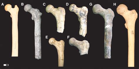 Orrorin Tugenensis Femoral Morphology And The Evolution Of Hominin