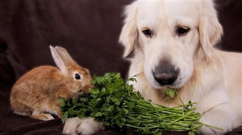Dog And Rabbit Are The Cutest Friends Eating Greens Together Youtube