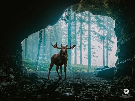 Moose In Cave Fantasy Surreal Scene Photoshop Tutorial Photo