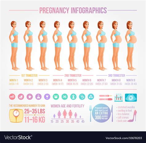 Nine Months Of Pregnancy In Progress Infographic Vector Image