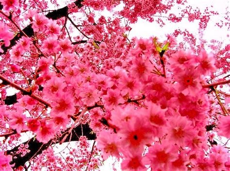 Cherry Blossom Wallpaper 4k Phone
