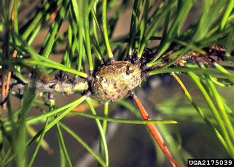 Western Gall Rust Endocronartium Harknessii On Pine Pinus Spp