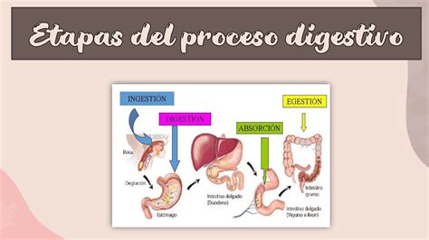 Anatoma Del Aparato Digestivo Etapas Del Proceso Digestivo Hot Sex