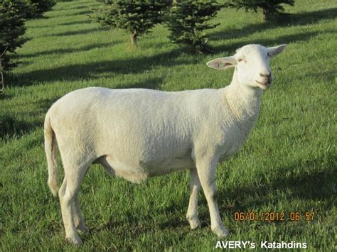 Averys Katahdin Sheep How Can You Not Appreciate A Shedding Sheep