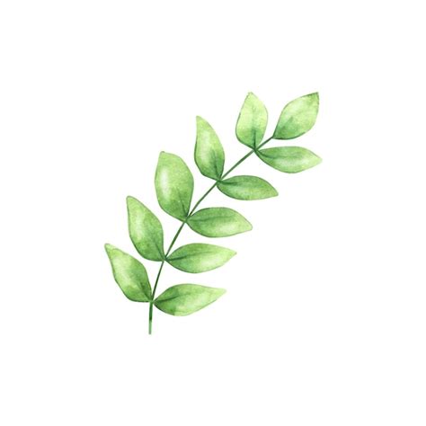 Premium Vector Watercolor Green Plant With Leaves