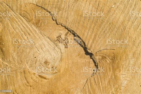 Cracked Pine Tree Trunk In Cross Section Stock Photo Download Image