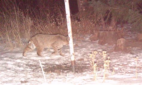 Romping And Rolling In The Rockies Coyotes Mountain Lion And Bobcat