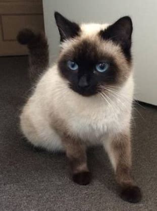 There was a white cat once, more intelligent than other cats, and this cat was asked by a god to guard a ring of his while the god went about his business. Pictures of Balinese Cat Breed #hypoallergeniccatsbreeds ...