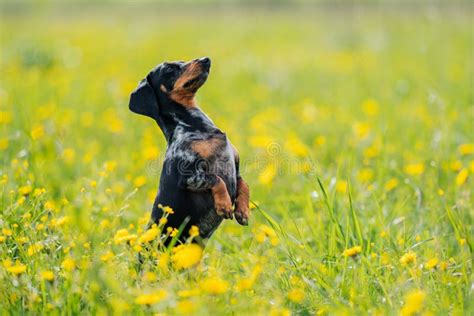 Dog Breed Black Marble Dachshund Stands In A Field Stock Photo Image