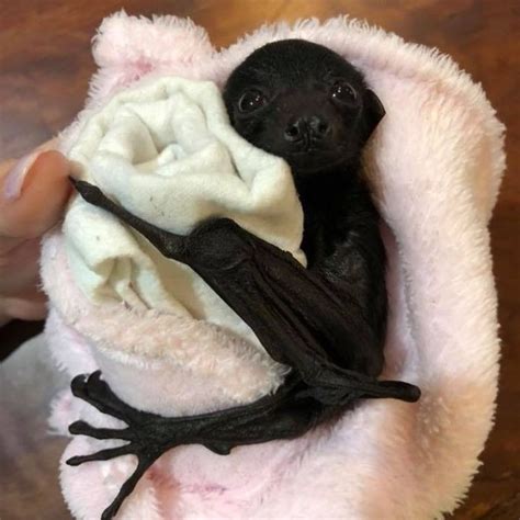 A Bat Rescue Association Shared These Photos Of Bats Being Adorable To