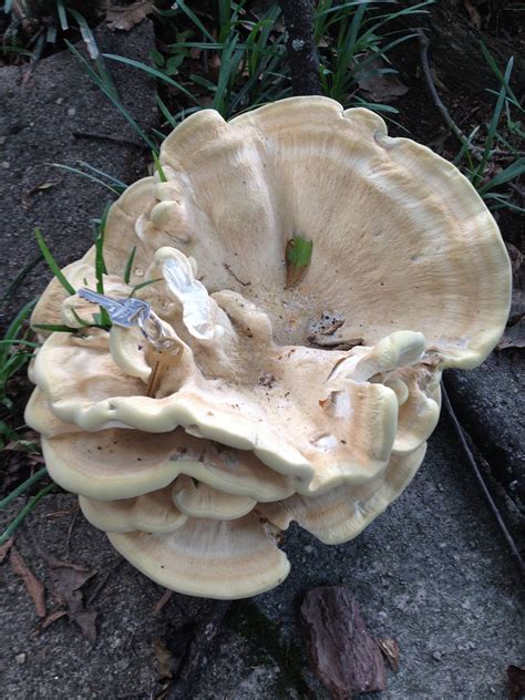Two Mushroms In Georgia Deleted Mushroom Hunting And Identification