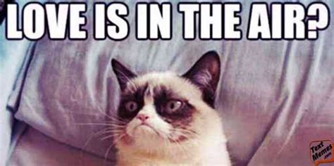 75 Funny Cat Memes Grumpy Cat Meme That Blow Your Mind