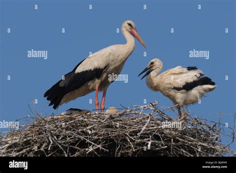 Juvenile White Storks Hi Res Stock Photography And Images Alamy