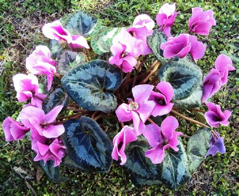 Consejos Para Tener Una Violeta De Los Alpes Todo El Año Jardineria On
