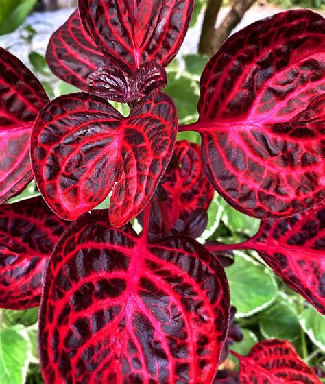 10 Spectacular Red Foliage Tropical Plants For Your Garden Dengarden