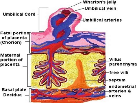Diagrammatic Representation Of Positioning Of Placenta And Umbilical