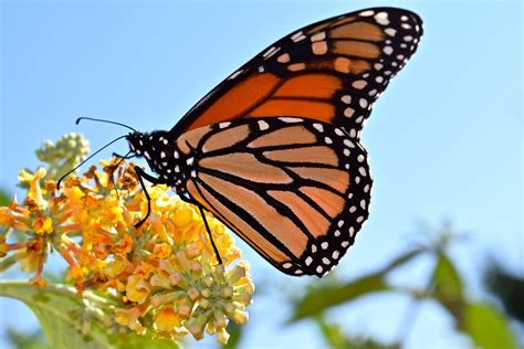 New Jersey Butterflies Conserve Wildlife Foundation Of New Jersey