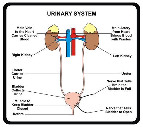Baliga Diagnostics Pvt Ltd Fever and burning when passing urine