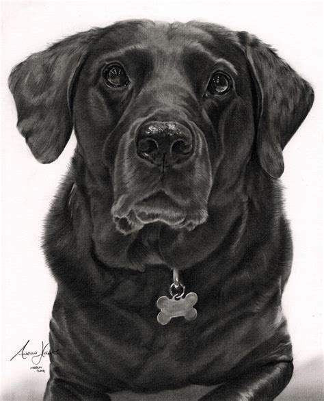 Commission Black Labrador By Captured In Pencil On Deviantart