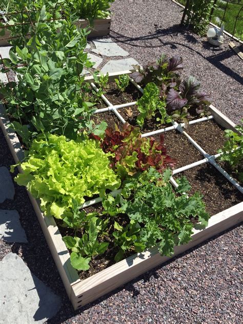 We did not find results for: Lettuce, kale, mustard greens, etc. | Square foot ...