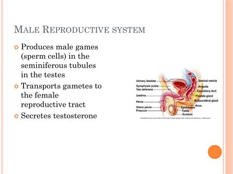 Ppt The Male And Female Reproductive Systems Powerpoint Presentation