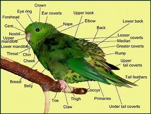 Anatomy Chart Parakeet Baby Parakeets Parakeet Pet Birds