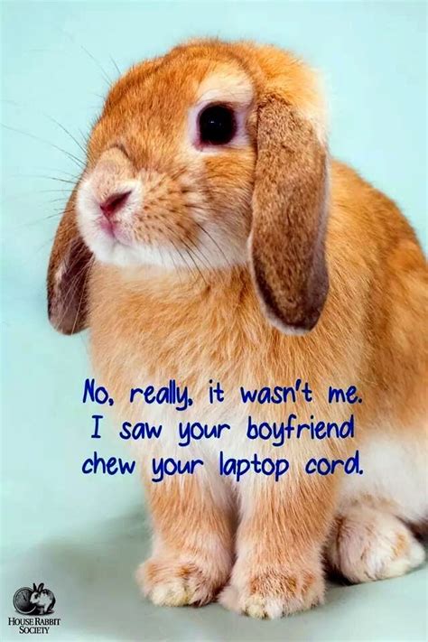 Cute Bunny Pics With Quotes Sunnyeaster