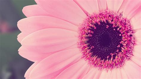 2560x1440 Pink Flowers 1440p Resolution Hd 4k Wallpapers Images