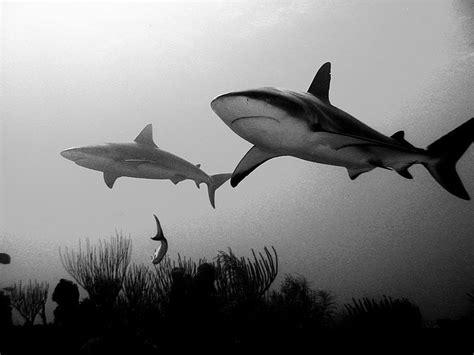 Check spelling or type a new query. THE LVMBERJ∆CK SPECI∆L | Black tip shark, Shark photos ...