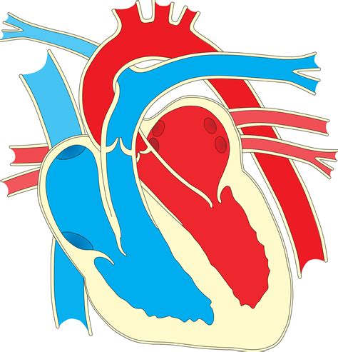 Human Heart Diagram Unlabeled