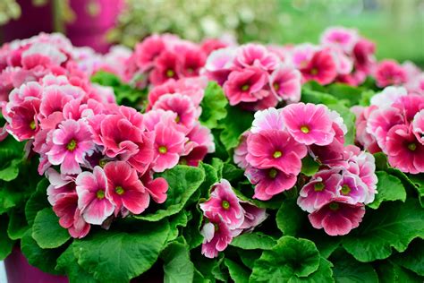 Spring flowers) oft stark und locken mit ihrem duft insekten wie bienen und hummeln für die bestäubung in den garten oder auf den balkon. Die 5 schönsten Frühlingsblumen - Plantura