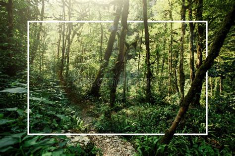 Nature Background Abstract White Frame In The Forest With Copy Space