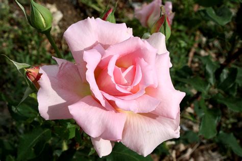 Pink Rose In Full Bloom Picture Free Photograph Photos Public Domain