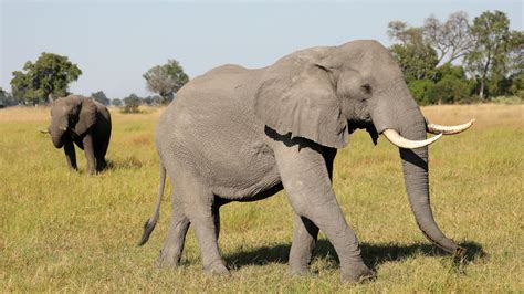 African Elephant Facts The Savannah Elephant And The Forest Elephant