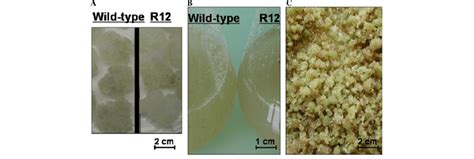 •period prior to the synthesis of dna. Morphological features of calli and plant cell suspension ...